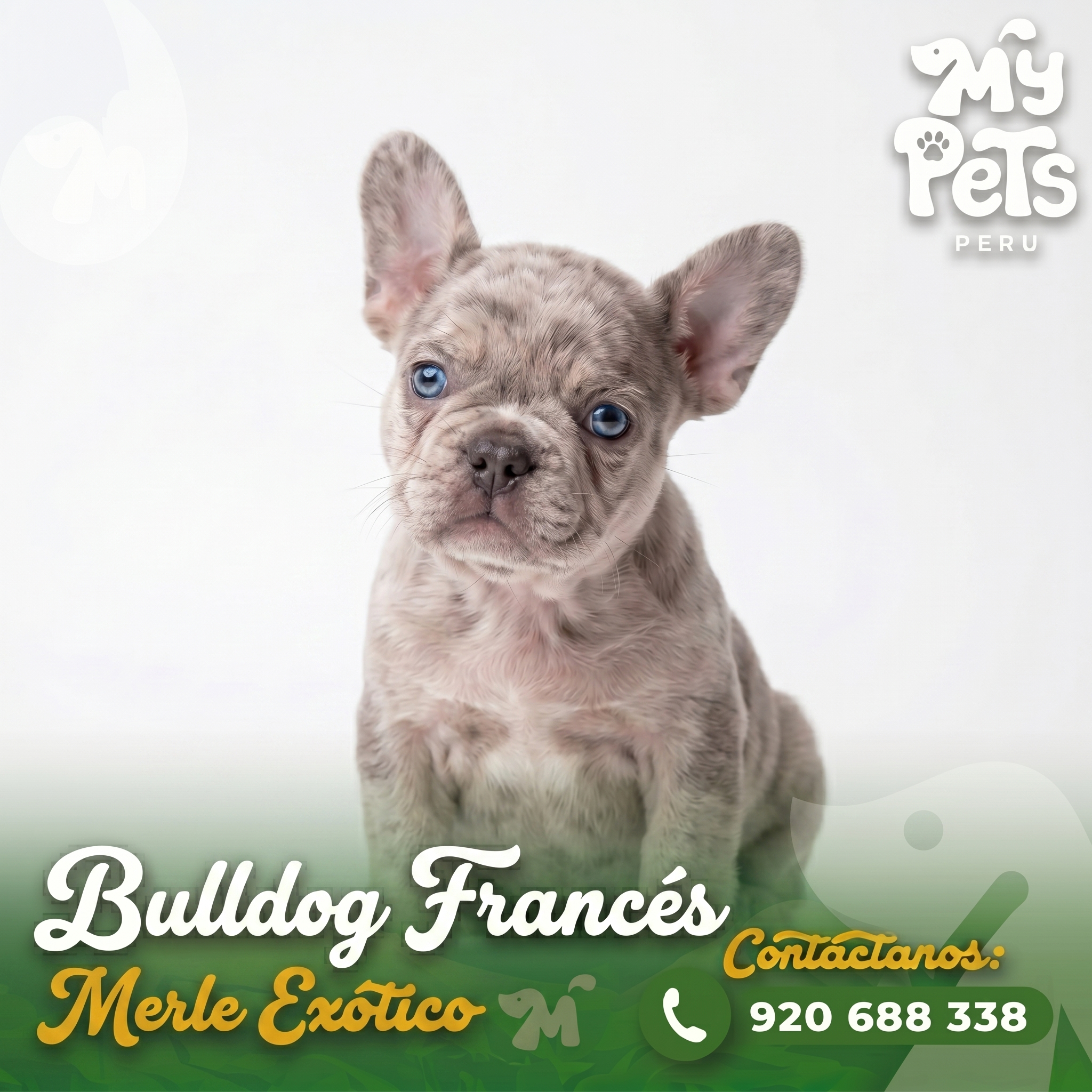 Bulldog Franc&eacute;s Merle Ex&oacute;tico