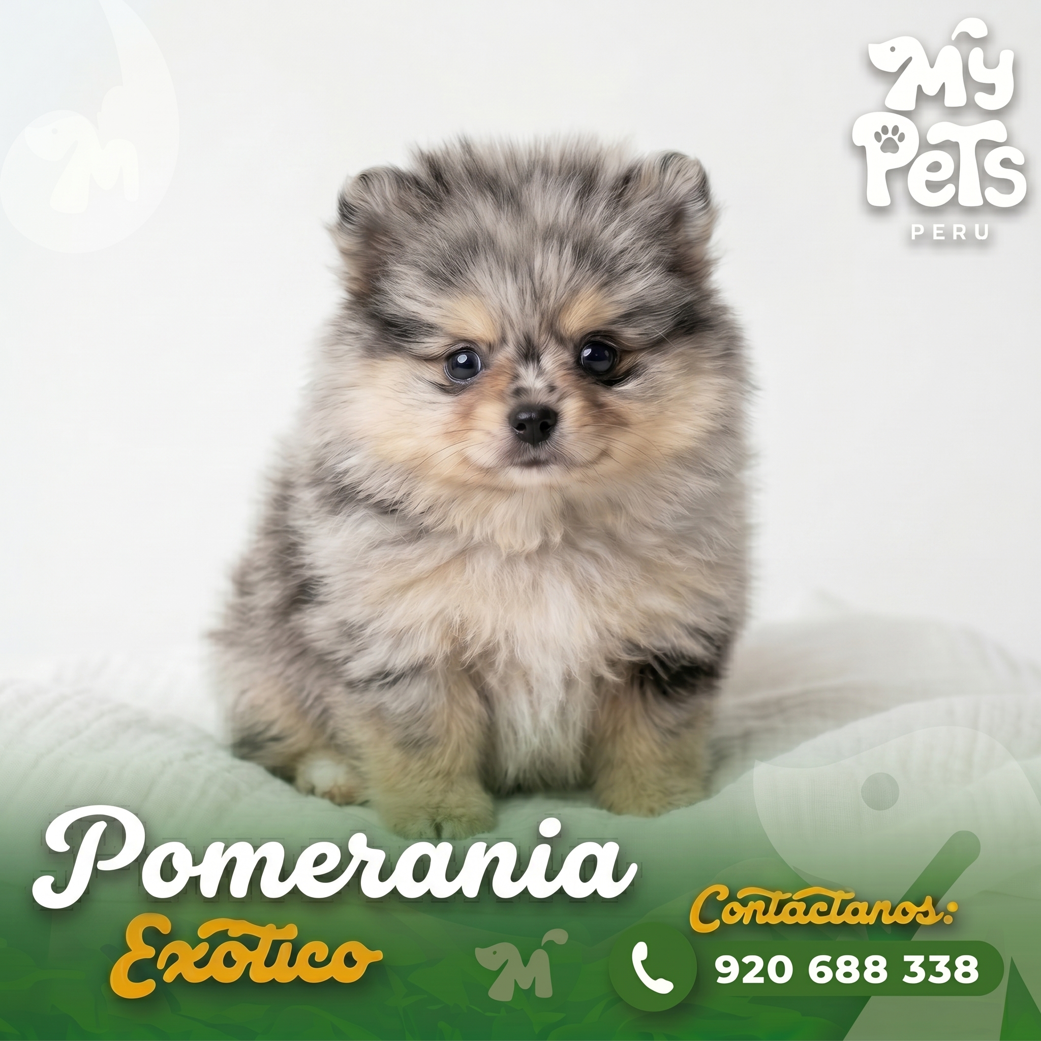 Pomerania Ex&oacute;tico